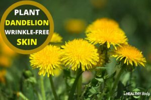 Dandelion Plant - The Secret to Wrinkle-Free Skin